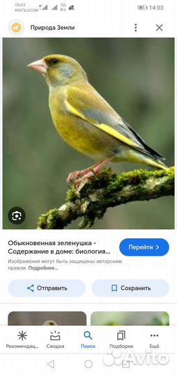 Певчие птицы щеглы-зеленушка-чижи