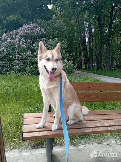 Хаски Жасмин ищет семью