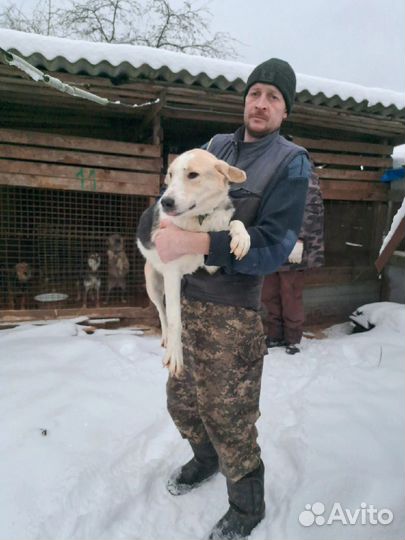 Собака в приюте