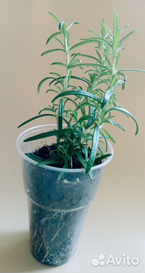 Розмарин, тимьян, мята, пряные травы