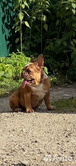 Французики