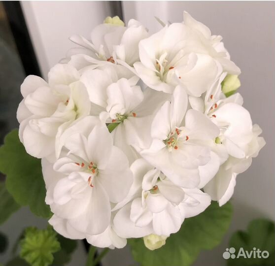 Цветущий черенок герани пеларгония герань