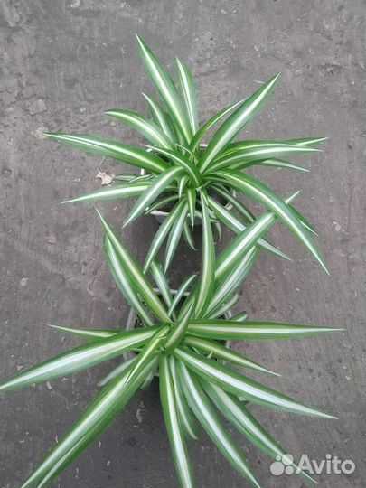 Хлорофитум кудрявый