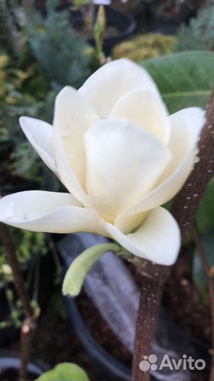 Магнолии Феликс Клеопатра и т.д