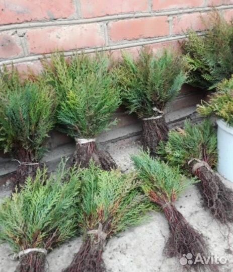 Туя для изгороди