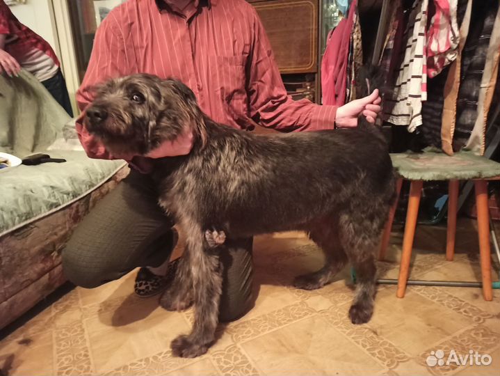 Груминг собак с выездом на дом