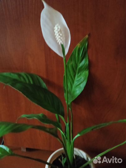 Комнатные растения