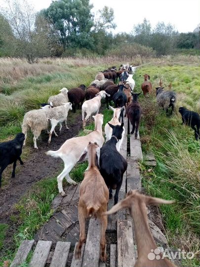 Хозяйство: козы,козлы, овцы, поросята