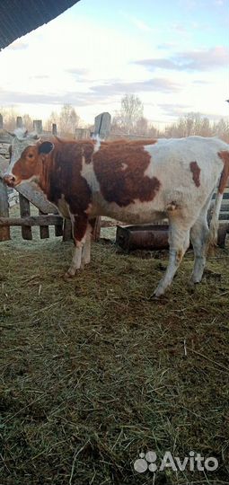 Продам тёлку