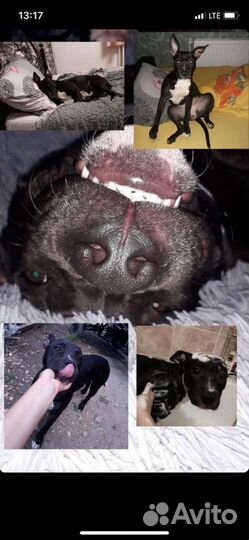 Собаки бесплатно в добрые руки в связи с переездом