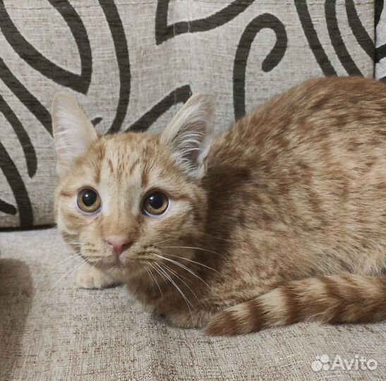 Котенок Рыжик ищет семью