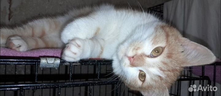Кот в добрые руки