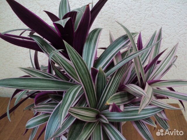 Традесканция 