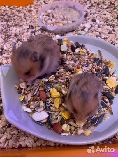 Сирийские хомячки малыши