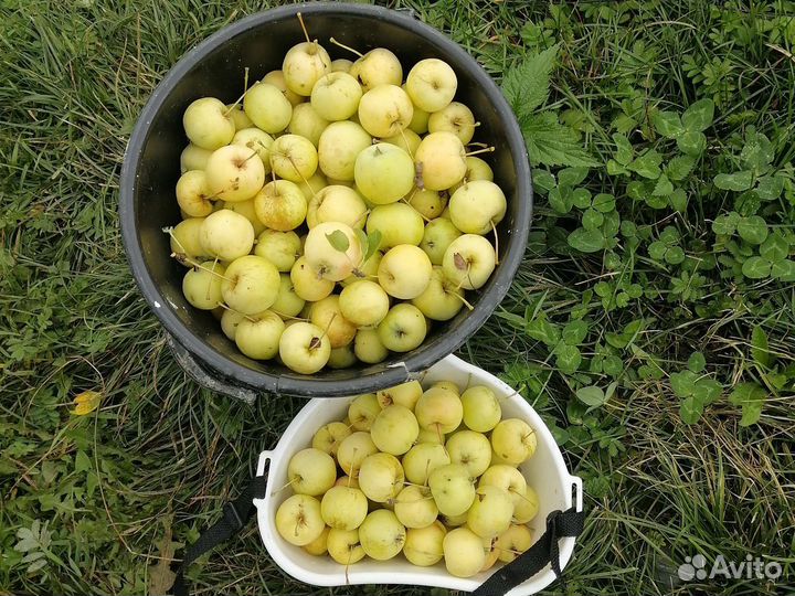 Яблочки садовые