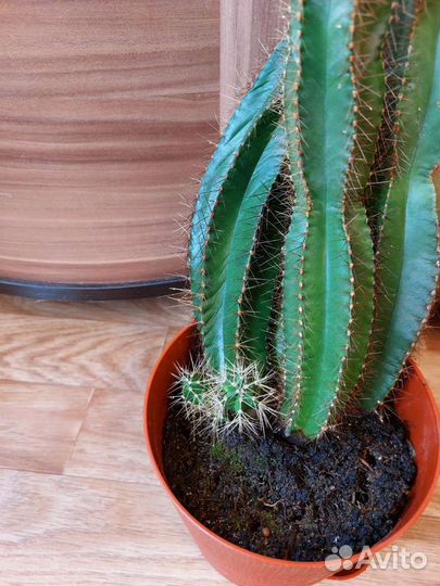 Кактус 68 см от пола