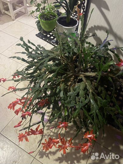 Декабрист шлюмбергера цветущий