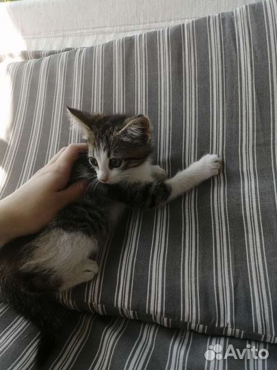 Котенок (девочка) 2 месяца