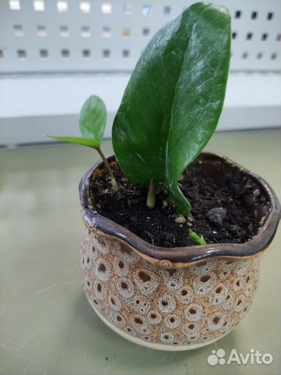 Замиокулькас