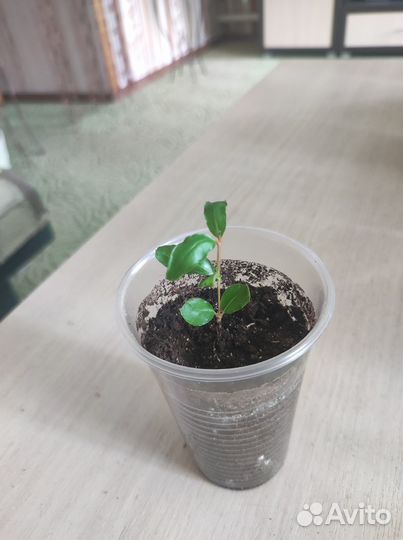 Комнатные цветы