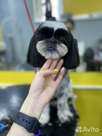 Стрижка собак и кошек