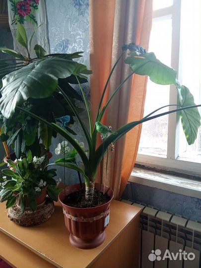 Алоказия крупнокорневищная