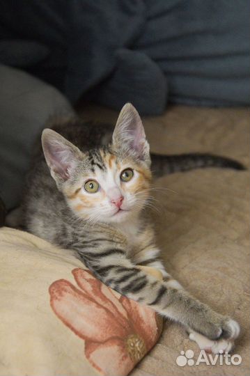 Малышка котодевочка Кнопа ищет семью