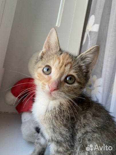 Котята ищут дом