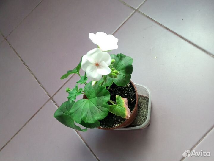 Герань, пеларгония белая