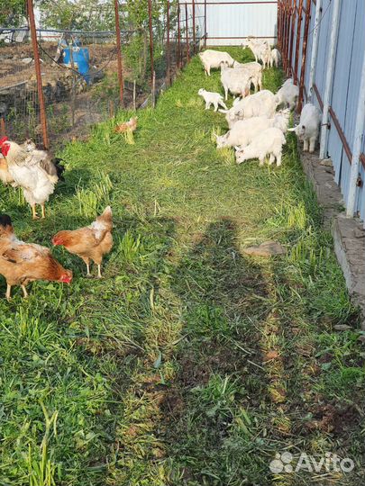 Зааненские козы дойные