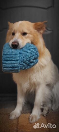 Собака, вязка