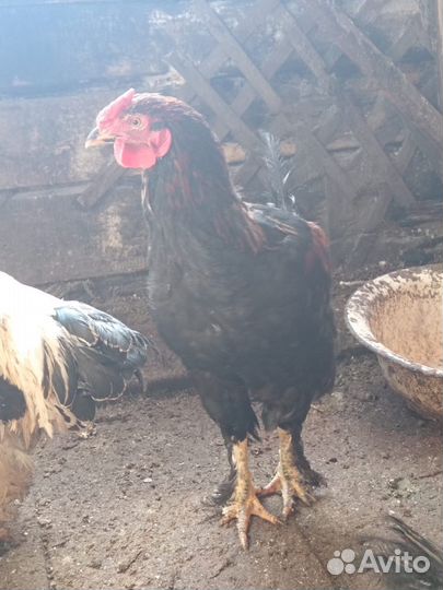 Молодые петухи