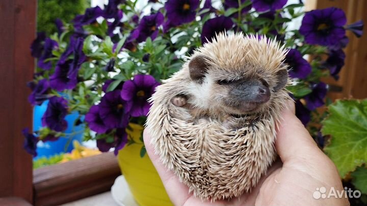 Африканский карликовый ёжик