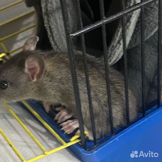 Крыса дамбо