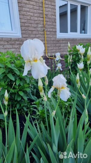 Ирисы сортовые
