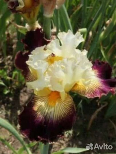 Ирисы бородатые сортовые