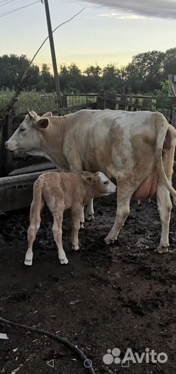 Корова с тёлкой