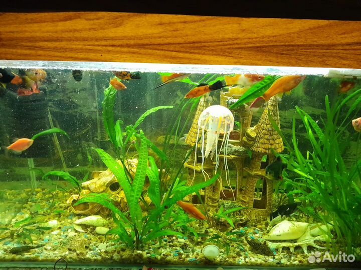 Аквариумы