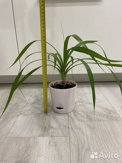 Пальма панданус комнотное растение