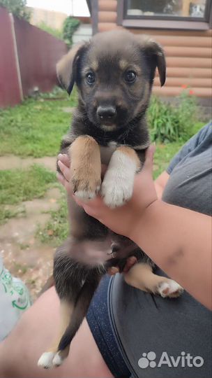 Щенок в добрые руки бесплатно