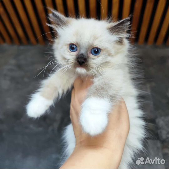 Cute Teddy, рэгдолл с родословной