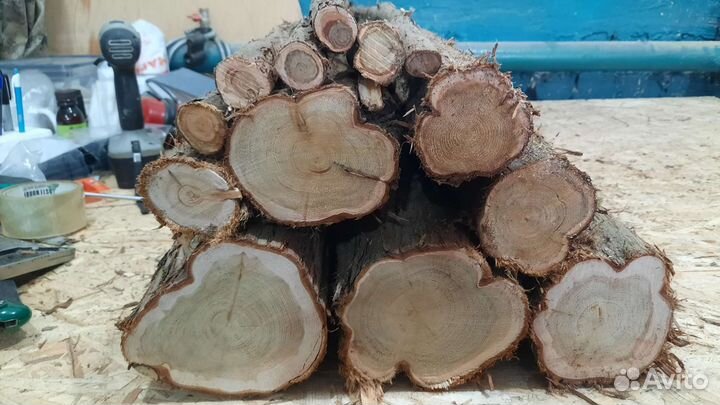 Можжевельник