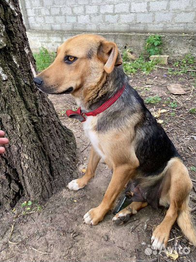 Собака в добрые руки