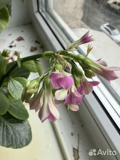 Каланхоэ блоссфельда