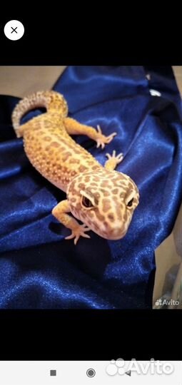 Геккон эублефар