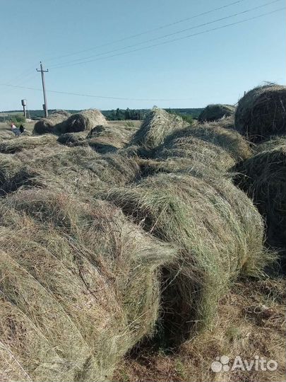 Сено луговое
