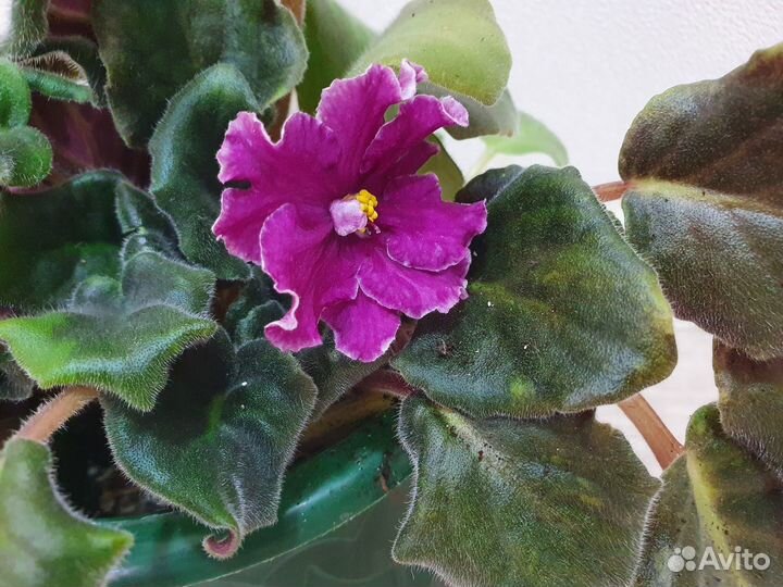 Фиалка сорт Мачо, цветет