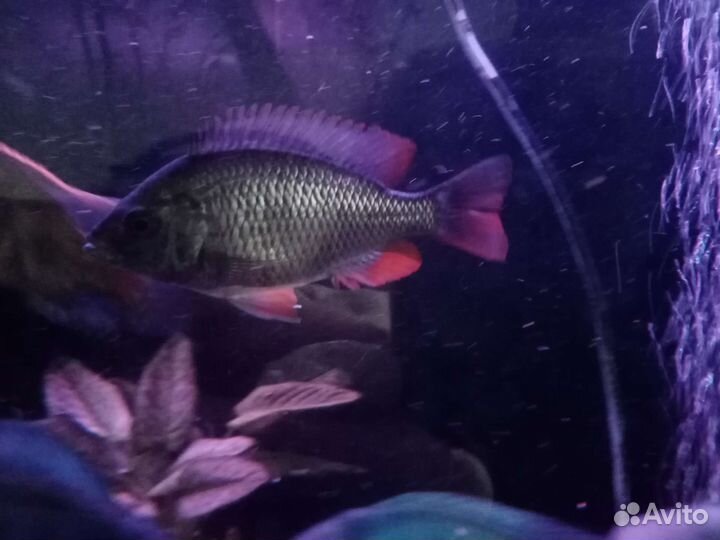 Малавийские цихлиды. Коданго