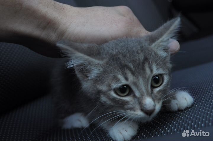 Котик в добрые руки