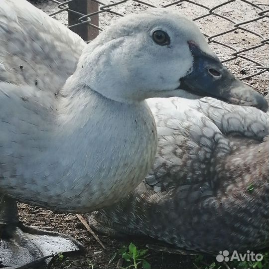 Индоутята лаванда